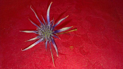 IMAG0902.jpg image